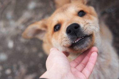 Barınaktan köpeği al ve ona mutlu bir hayat ver. Sevimli, açık kırmızı köpek yavrusu, kahverengi gözlü melez bir el. Küçük köpek yavrusunun bebek dişleri..