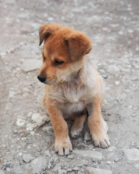 Take Dog Shelter Give Happy Life Cute Little Light Red — Stock Photo, Image