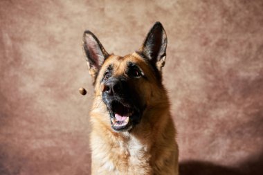 Alman çoban köpeği kahverengi stüdyo arka planında yemek yakalar. Duygusal çekimler ve köpek portresi. Sevimli evcil köpek kuru yemekler yiyor ve poz veriyor..