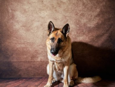 Kahverengi stüdyo arka planında siyah ve kırmızı Alman çoban köpeği portresi. Yakışıklı Alman hizmet köpeği cins. Yakından. Evcil hayvan duyguları.