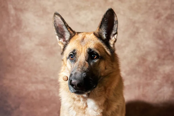 Duitse Herder Vangt Voedsel Bruine Studioachtergrond Emotionele Opnamen Met Close — Stockfoto