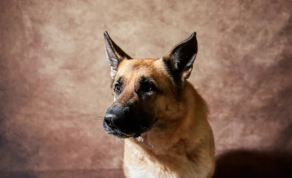 Duitse Herder Vangt Voedsel Bruine Studioachtergrond Emotionele Opnamen Met Close — Stockfoto