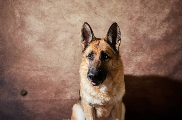 Duitse Herder Vangt Voedsel Bruine Studioachtergrond Emotionele Opnamen Met Close — Stockfoto