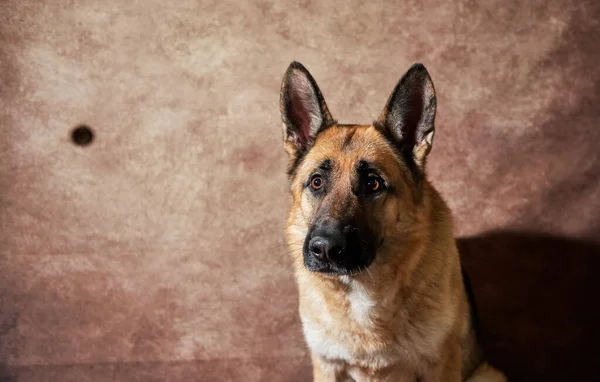 Schäferhund Fängt Futter Auf Braunem Studiohintergrund Emotionale Aufnahmen Mit Hundeporträt — Stockfoto
