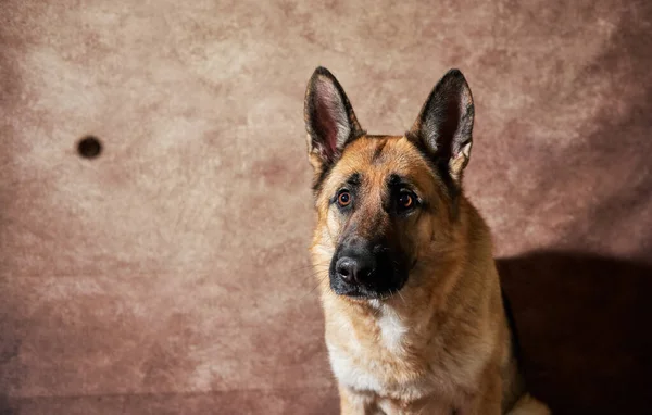 Duitse Herder Vangt Voedsel Bruine Studioachtergrond Emotionele Opnamen Met Close — Stockfoto