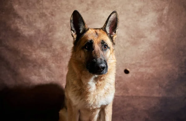 Schäferhund Fängt Futter Auf Braunem Studiohintergrund Emotionale Aufnahmen Mit Hundeporträt — Stockfoto