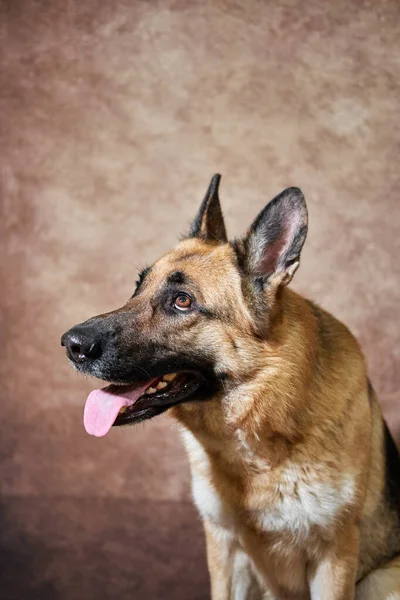 Portret Van Zwarte Rode Duitse Herder Bruine Studioachtergrond Charmante Duitse — Stockfoto