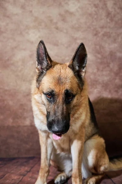 Portret Van Zwarte Rode Duitse Herder Bruine Studioachtergrond Charmante Duitse — Stockfoto