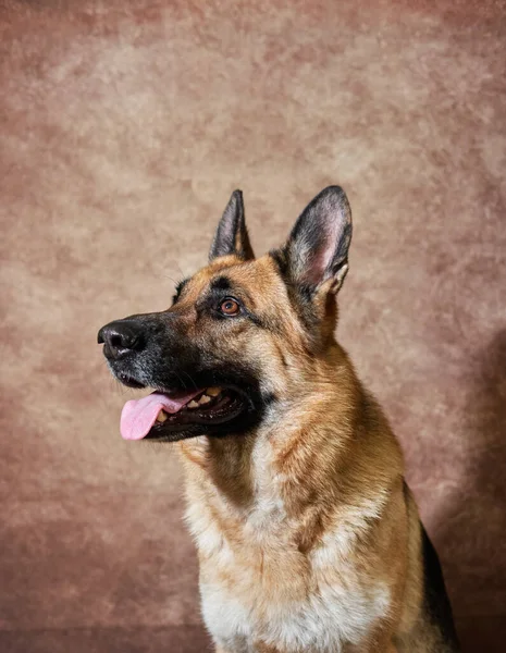 Portret Van Zwarte Rode Duitse Herder Bruine Studioachtergrond Charmante Duitse — Stockfoto