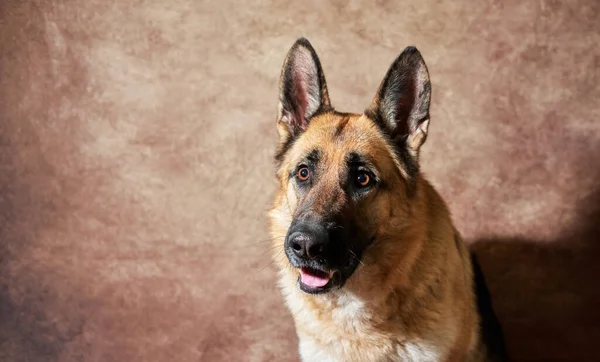茶色のスタジオの背景に黒と赤のドイツの羊飼いの肖像画 魅力的なドイツのサービス犬の品種を閉じます ペットの感情 — ストック写真