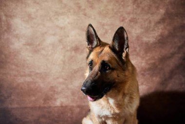 Kahverengi stüdyo arka planında siyah ve kırmızı Alman çoban köpeği portresi. Yakışıklı Alman hizmet köpeği cins. Yakından. Evcil hayvan duyguları.