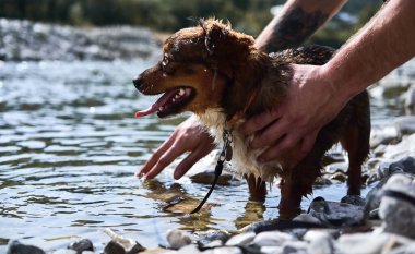 Doğada nehirde küçük kırmızı bir köpek yıkayın. Küçük sevimli, tüylü, kahverengi ve beyaz melez. Sahiplerinin elleri ona dokunur ve yıkar..