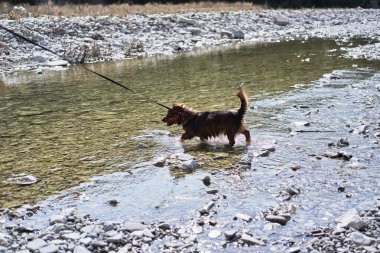Büyüleyici küçük kahverengi ve beyaz köpek köpek sığ bir derinlikte dağ soğuk nehrinde banyo yapar ve doğada hayatın tadını çıkarır. Doğal göletin yanında melez bir köpekle yürü..