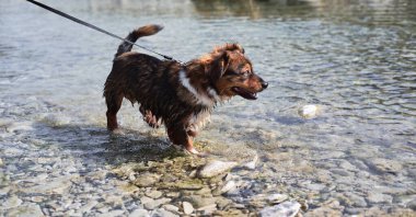 Büyüleyici küçük kahverengi ve beyaz köpek köpek sığ bir derinlikte dağ soğuk nehrinde banyo yapar ve doğada hayatın tadını çıkarır. Doğal göletin yanında melez bir köpekle yürü..