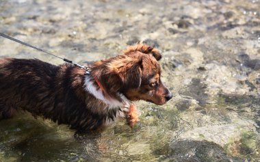 Büyüleyici küçük kahverengi ve beyaz köpek köpek sığ bir derinlikte dağ soğuk nehrinde banyo yapar ve doğada hayatın tadını çıkarır. Doğal göletin yanında melez bir köpekle yürü..