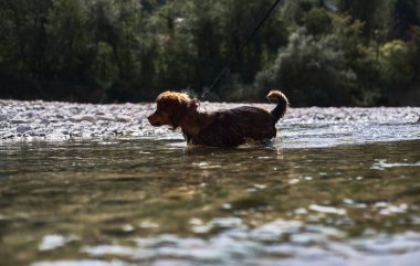 Büyüleyici küçük kahverengi ve beyaz köpek köpek sığ bir derinlikte dağ soğuk nehrinde banyo yapar ve doğada hayatın tadını çıkarır. Doğal göletin yanında melez bir köpekle yürü..