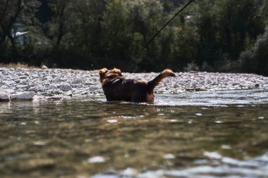 Büyüleyici küçük kahverengi ve beyaz köpek köpek sığ bir derinlikte dağ soğuk nehrinde banyo yapar ve doğada hayatın tadını çıkarır. Doğal göletin yanında melez bir köpekle yürü..