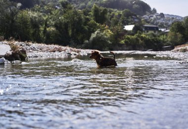 Büyüleyici küçük kahverengi ve beyaz köpek köpek sığ bir derinlikte dağ soğuk nehrinde banyo yapar ve doğada hayatın tadını çıkarır. Doğal göletin yanında melez bir köpekle yürü..