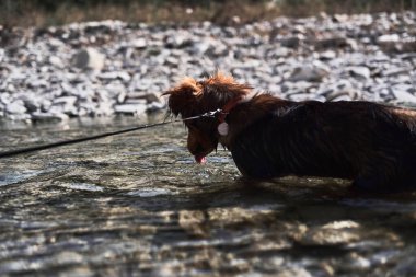 Büyüleyici küçük kahverengi ve beyaz köpek köpek sığ bir derinlikte dağ soğuk nehrinde banyo yapar ve doğada hayatın tadını çıkarır. Doğal göletin yanında melez bir köpekle yürü..