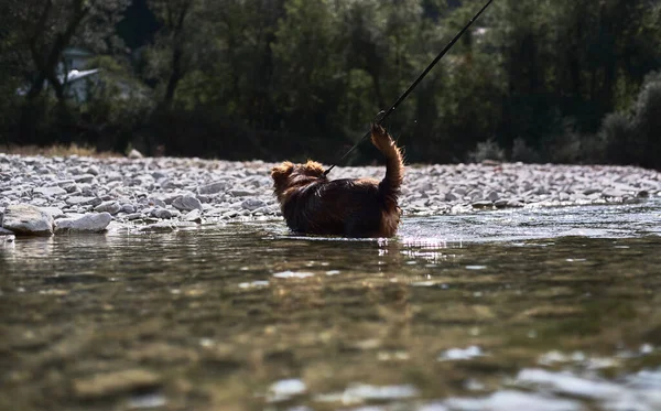 Charmante Kleine Bruine Witte Hond Bastaard Baadt Berg Koude Rivier — Stockfoto