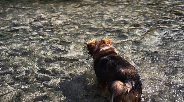 Der Charmante Kleine Braune Und Weiße Hundemischling Badet Einem Kalten — Stockfoto