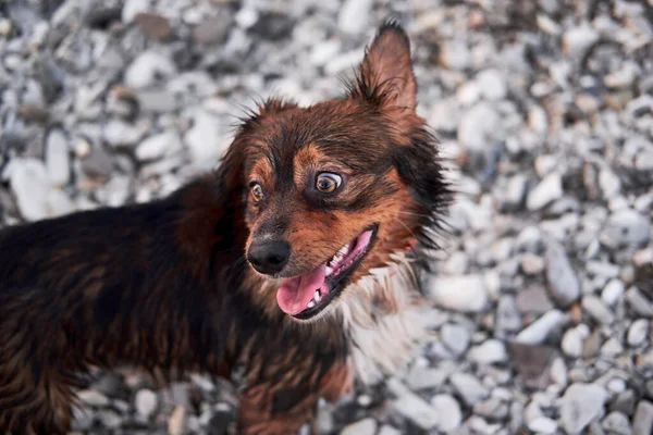 ビーチで小石の背景に繁殖せずに小さな笑顔の犬の肖像画 新鮮な空気の中でモングレルと歩く チャーミングかわいいですMestizo子犬 — ストック写真