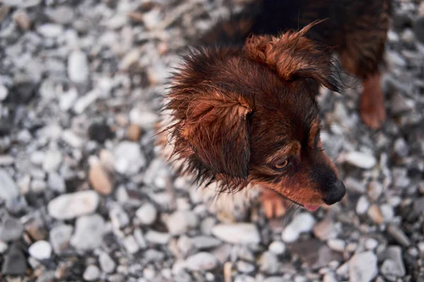 Portret Van Kleine Lachende Hond Zonder Ras Achtergrond Van Kiezelsteentjes — Stockfoto