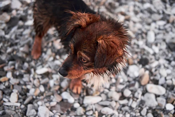 Portret Van Kleine Lachende Hond Zonder Ras Achtergrond Van Kiezelsteentjes — Stockfoto