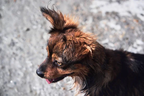 Portret Van Kleine Lachende Hond Zonder Ras Achtergrond Van Kiezelsteentjes — Stockfoto