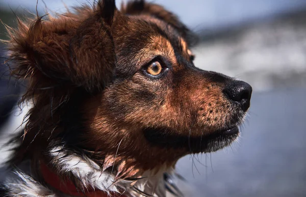 Nazik Sarı Gözlü Küçük Sevimli Kahverengi Bir Köpeğin Portresi Yavrusu — Stok fotoğraf