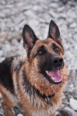 Black and red German Shepherd looks up with smile. Charming adult dog, portrait on background of pebble beach. Domestic shepherd is watching and waiting for game.