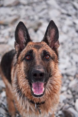 Black and red German Shepherd looks up with smile. Charming adult dog, portrait on background of pebble beach. Domestic shepherd is watching and waiting for game.