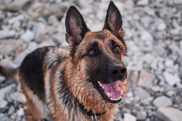 Black Red German Shepherd Looks Smile Charming Adult Dog Portrait —  Fotos de Stock