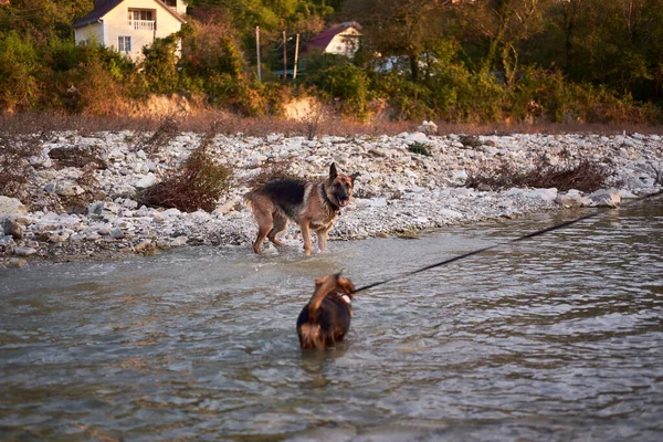 Der Erwachsene Schwarz Rote Schäferhund Spielt Wasser Mit Seinem Freund — Stockfoto