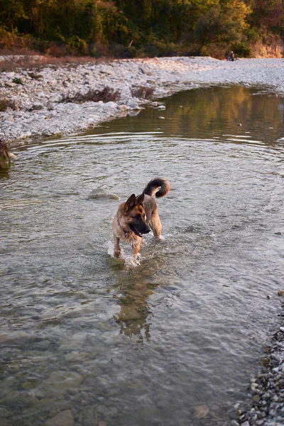 Der Erwachsene Schwarz Rote Schäferhund Spielt Wasser Einem Kalten Ruhigen — Stockfoto