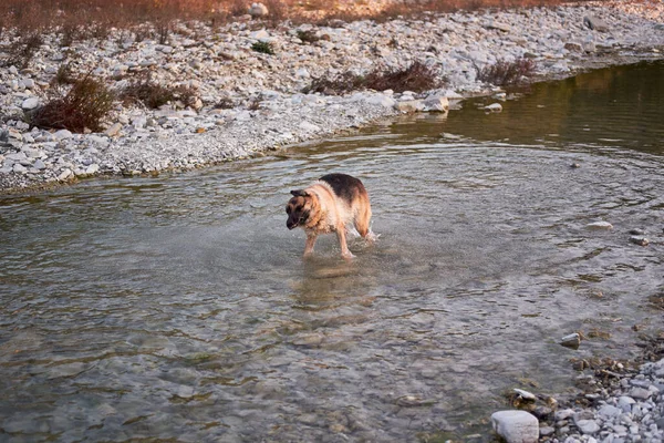 Der Erwachsene Schwarz Rote Schäferhund Spielt Wasser Einem Kalten Ruhigen — Stockfoto