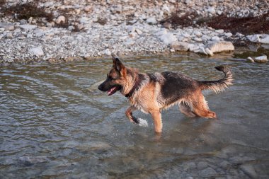 Yetişkin siyah ve kırmızı Alman çoban köpeği soğuk, sessiz dağ nehrinde suda oynar ve hayatın tadını çıkarır. Doğada temiz havada evcil köpekle aktif bir yürüyüş..