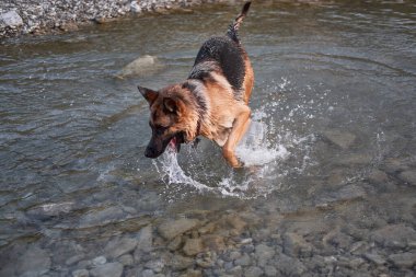 Doğada temiz havada evcil köpekle aktif yürüyüş. Siyah ve kırmızı Alman çoban köpeği soğuk suda oynar sakin dağ nehrinde ve hayatın tadını çıkarır..