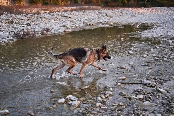 Adult black and red German Shepherd dog plays in water in cold quiet mountain river and enjoys life. Active walk with pet dog in fresh air in nature.