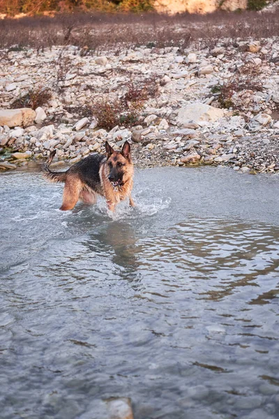 Volwassen Zwart Rood Duitse Herdershond Speelt Het Water Koude Stille — Stockfoto