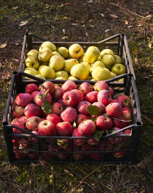 Yellow apples and red apples of different variety are placed in different baskets next to each other. Fresh seasonal fruit from garden trees, side view. Lots of fresh raw apples.