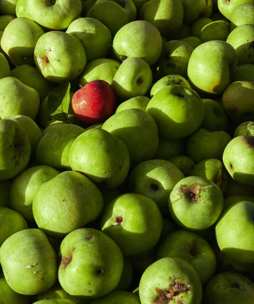 Green large apples of Granny Smith variety freshly picked from garden trees and lone red apple among others. Large background or splash screen with fruit. Lots of fresh raw apples.