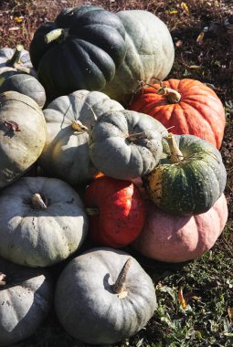 Birçok olgun taze toplanmış farklı renk ve boyutlarda balkabakları yataktaki çimlerin üzerinde yatar. Cadılar Bayramı 'nın ana sembolü. Turuncu ve yeşil renkli kabaklar..