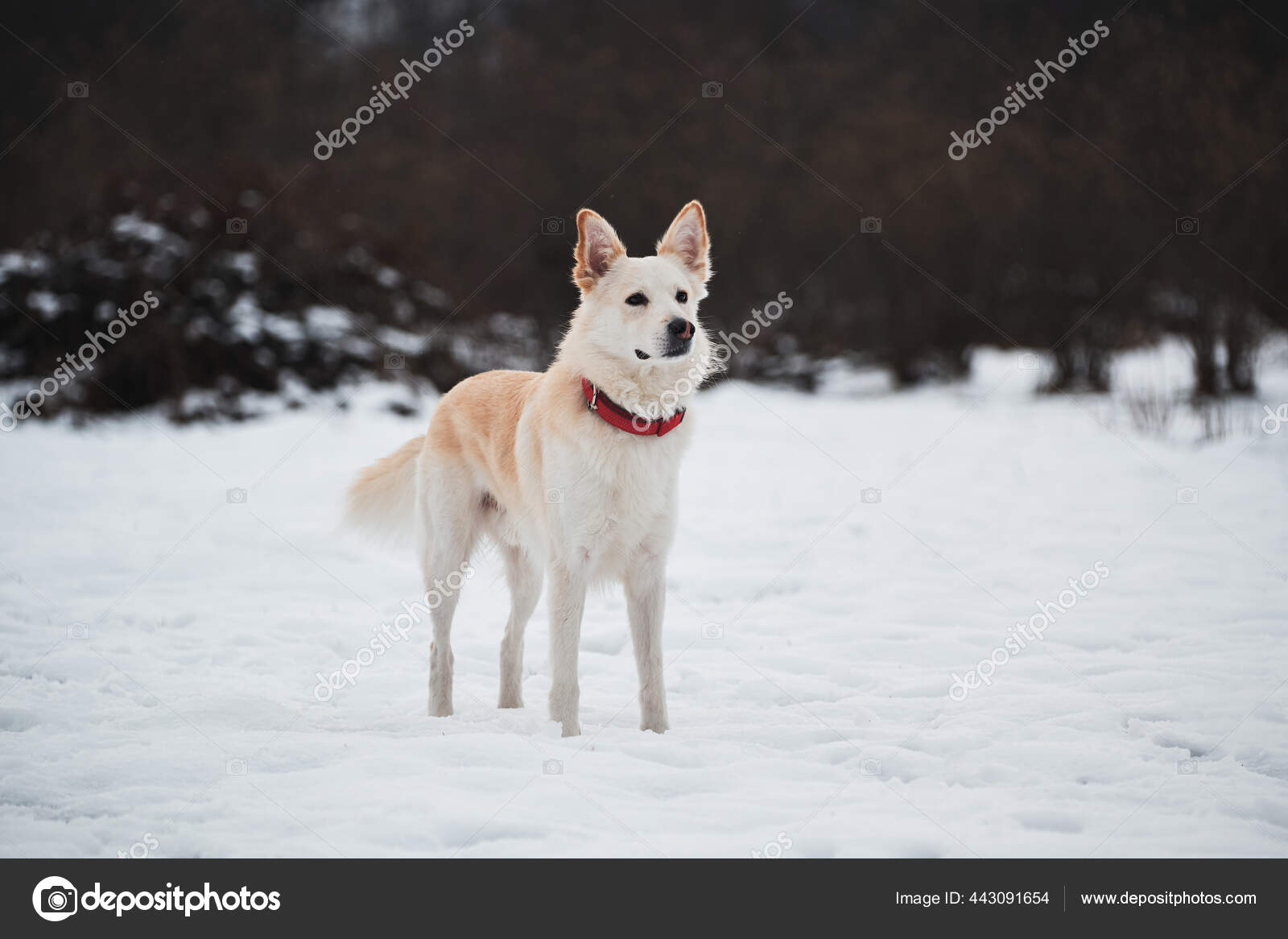Half Breed Shepherd Husky Stands Snow Beautiful Red Collar