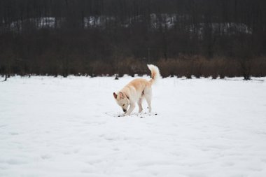 Melez çoban ve açık kırmızı renkli kurt karı kazar ve altında kirli bir toprak bulur. Kışın kar parkında kırmızı yakalı sevimli beyaz tüylü evcil köpek yürüyor..