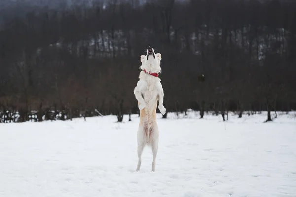 Félvér Pásztor Husky Magasra Ugrik Megpróbálja Elkapni Hógolyót Imádnivaló Fehér — Stock Fotó