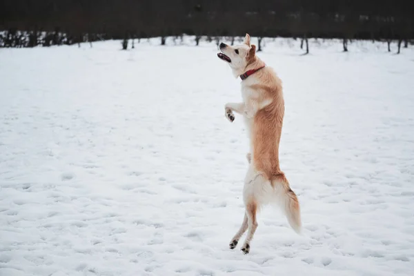 Míšenec Ovčák Husky Skáče Vysoko Snaží Chytit Sněhovou Kouli Rozkošný — Stock fotografie