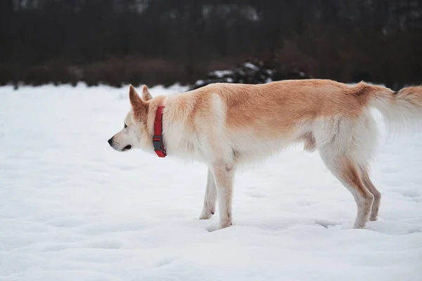 Félvér Pásztor Husky Áll Hóban Gyönyörű Piros Gallérban Úgy Néz — Stock Fotó