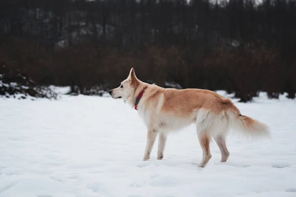 Half Breed Shepherd Husky Stands Snow Beautiful Red Collar Looks — Stock Photo, Image