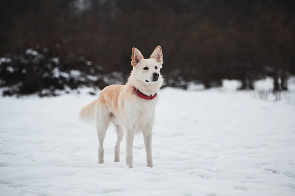 Halfbloed Herder Husky Staat Sneeuw Prachtige Rode Kraag Kijkt Afstand — Stockfoto